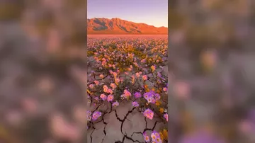 В Долине Смерти началось редкое суперцветение