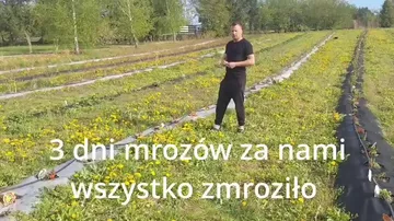 Польша сталкивается с риском худшего урожая века