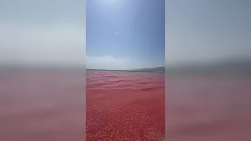 Прибрежные воды Омана окрасились в красный цвет
