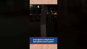 Çində ağaclara sistem qoşulur...