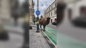 Dünən at, bu gün dəvə