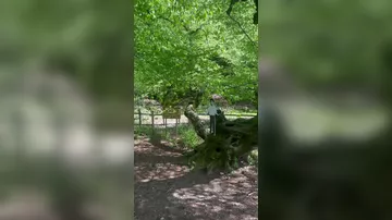 İsmayıldan yadigar qalan ağac
