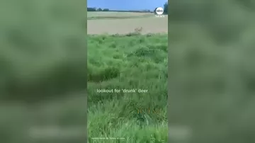 У французских водителей начались проблемы с пьяными оленями