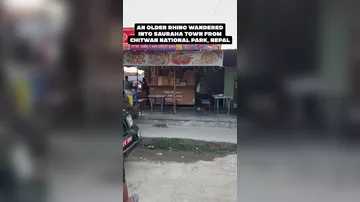 Драка двух носорогов посреди города попала на видео