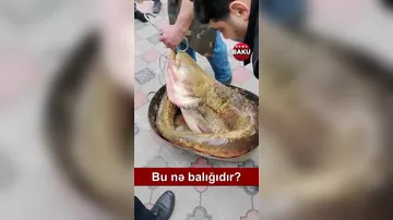 Azərbaycanda tutulan nəhəng BALIQ