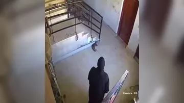 Попытка обидеть кота обернулась мгновенной кармой