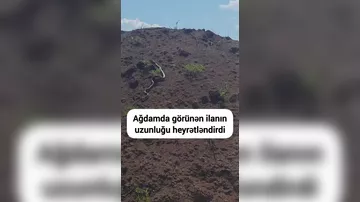 Eyvazxanbəyli kəndində görünən nəhəng ilan heyrətləndirib