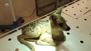 Zəngilanın dağlıq ərazisində köməksiz vəziyyətdə cüyür balası aşkar edilib