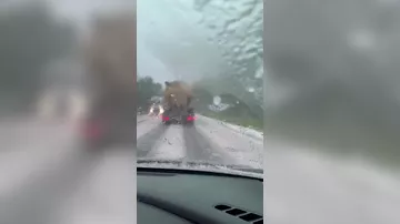 Мощный град в Подмосковье приняли за снег