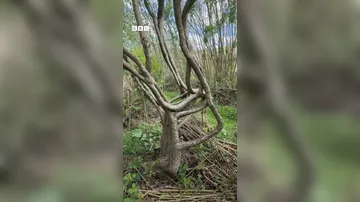 В Англии выращивают стулья на деревьях