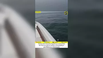 Balıq ovuna çıxmışdı,  qoyun TAPDI