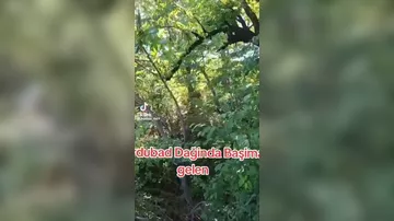 Ordubadda ayı gənc oğlana hücum etdi