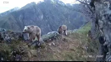 Qax və Zaqatala meşələrində ayılar görüntüləndi