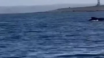 Кит попал в смертельную ловушку