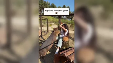 ays_nasir посетила ферму капибаров