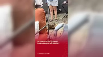 İlk dəfə tısbağa görən pişiyin reaksiyası