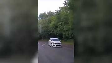 На видео попало, как чайка похитила белку и врезалась в машину