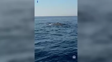 У побережья Аланьи замечен кит