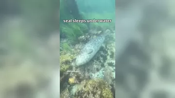 Вот как спят тюлени под водой