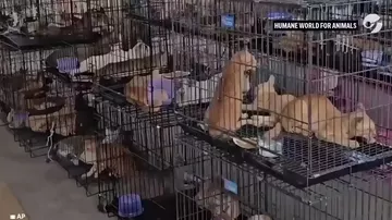 Полиция Вьетнама спасла сотни кошек