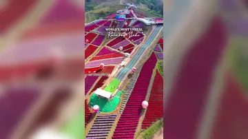 Сказочное кафе среди гортензий в Таиланде