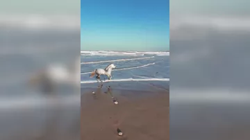 Красота марокканских лошадей