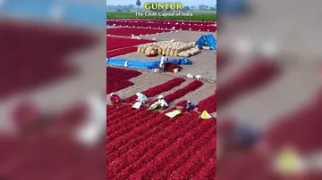 В Индии показали сбор урожая перца чили