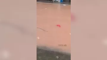 Сотни змей сбежали с фермы в Китае, есть пострадавший