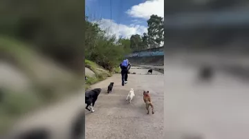 Avstraliyada itlər sahibini təcavüzkardan xilas etdi