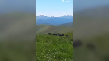 Laçın rayonu Quşçu kəndində dağlıq ərazidə qaban sürüsü görünüb