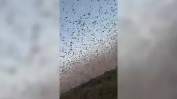 Масштабное нашествие саранчи в Дагестане - 2