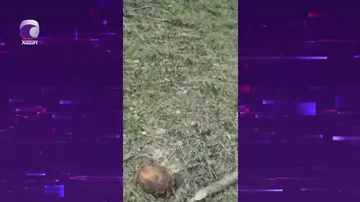 Qubanın Qəçrəş kəndində meşəlik ərazidə ağacların kütləvi kəsildiyi iddia olunur