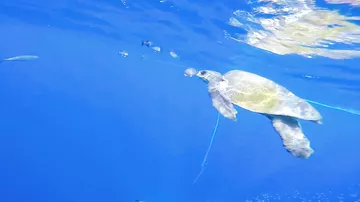 Diver Saves Sea Turtle
