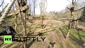 Шимпанзе сбил беспилотник в нидерландском зоопарке