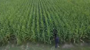 Balakəndə qarğıdalı sahəsində külli miqdarda narkotik vasitə aşkarlanıb
