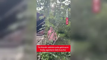 Trabzonda kəndçilər fındıq ağaclarını baltaladılar