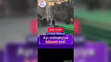 Təlim zamanı ayı xidmətçiyə hücum etdi
