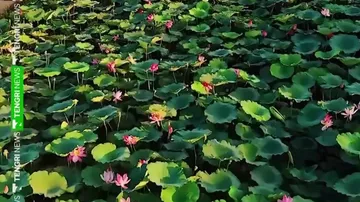 Школьницы случайно создали целое поле лотосов в Казахстане