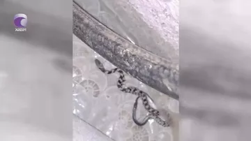 Abşeronda zəhərli ilanlar evlərə dolub