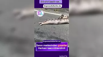 İlanın qarnından çıxanlar təccübləndirdi