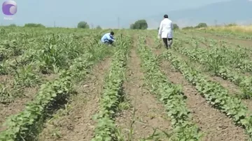 Fermerlər məhsul istehsalına başlamadan maliyyə ala biləcəklər