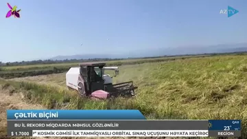 Bazarlarda bu məhsul bol olacaq