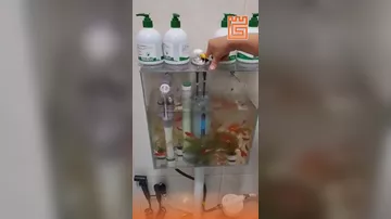 Tualet çənini akvariuma çevirdi