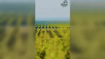 Bakı Bulvarında Zeytun Festivalı keçiriləcək