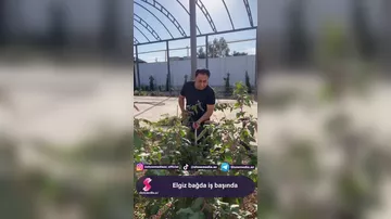 Elgiz bağda iş başında