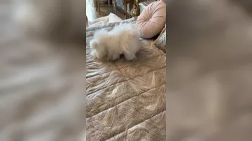 Aygün Kazımova evindən video paylaşdı 4