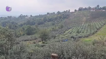 Astarada sitrus bağları susuz qalıb