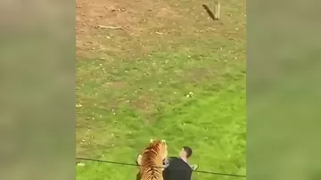 Şəkil çəkdirmək istəyən şəxsi parçalayan pələnglə bağlı qərar verildi