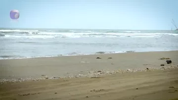 Su canlılarının cəsədləri niyə sahilboyu səpələnib?