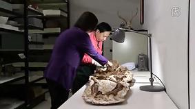Археологи Тайваня нашли древнюю окаменелость матери с ребёнком